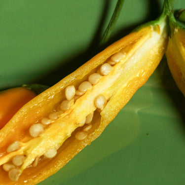 Aji Mango Pepper Seeds - The Pepper Pantry (Formerly Marie Sharp's)